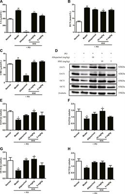 Anti-hyperuricemia effect of hesperetin is mediated by inhibiting the activity of xanthine oxidase and promoting excretion of uric acid